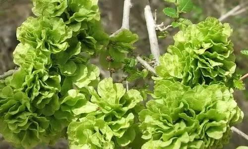 简单有效的治疗便秘良药，自然与科学的完美结合