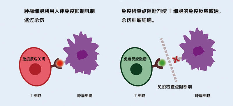 免疫治疗肿瘤，新时代的希望之光