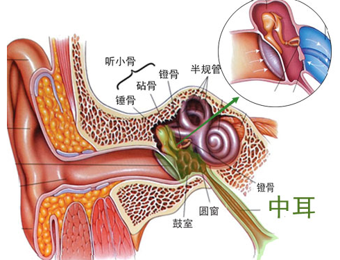 探索治疗中耳炎的多种药物选择