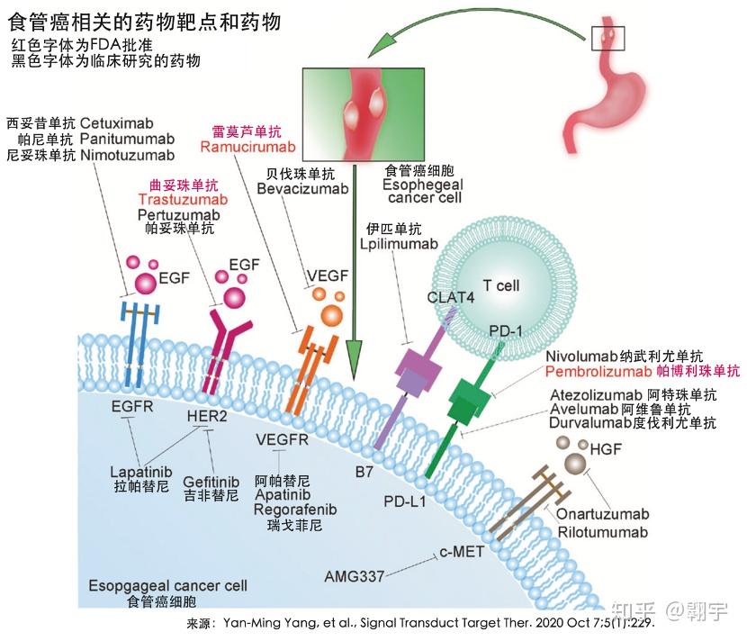 术后免疫治疗，必要性的深度剖析