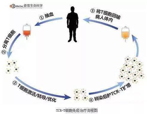 免疫治疗，解锁癌症治疗的新篇章