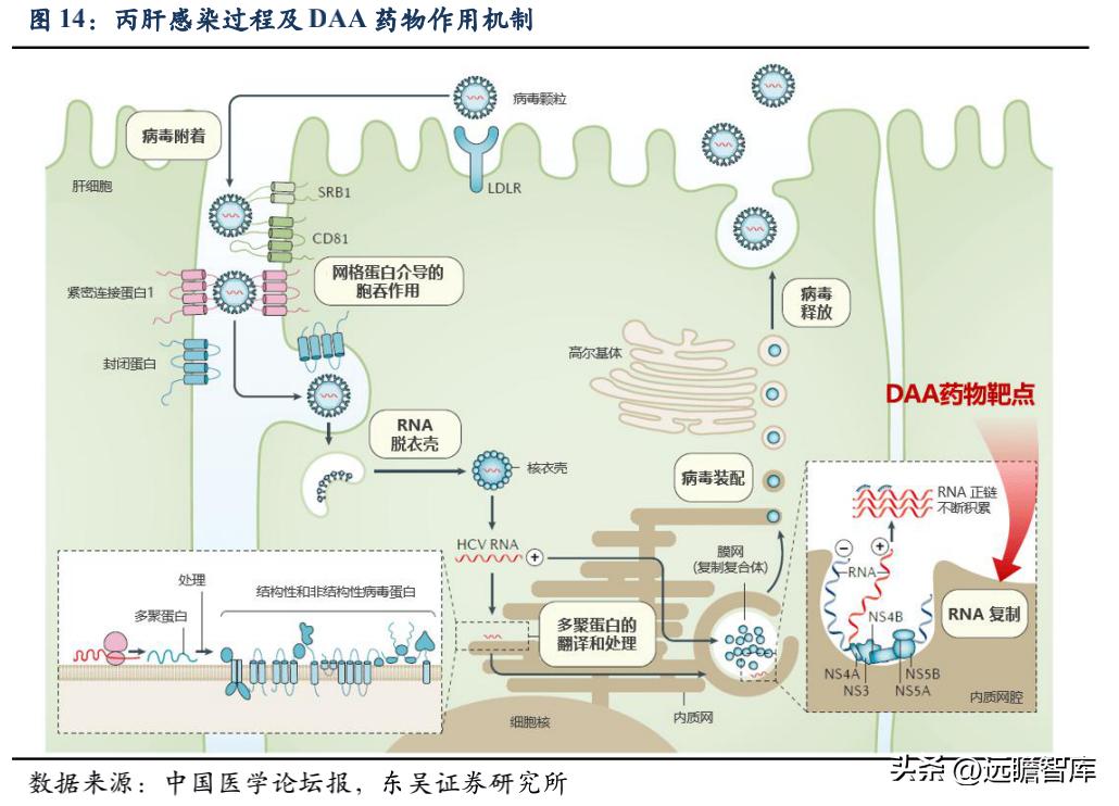 最新进展，治疗乙肝的革命性药物与未来展望