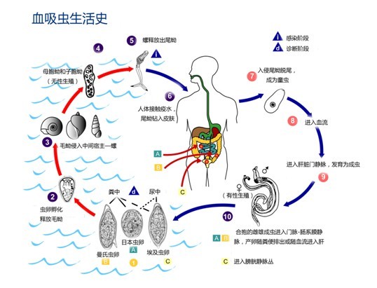 探索治疗血吸虫病的首选药物，从传统到现代的医学进展