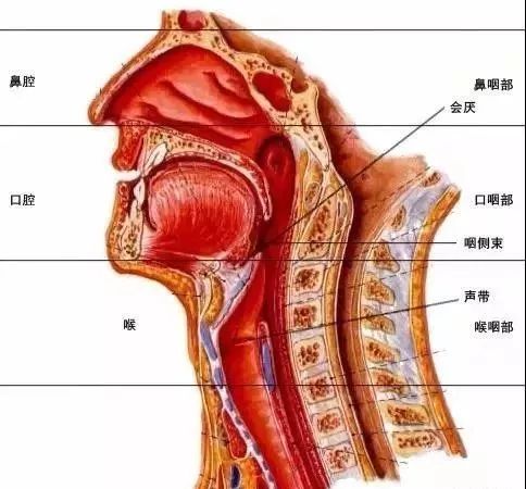 儿童咽炎频繁清嗓子，家庭护理与科学治疗指南