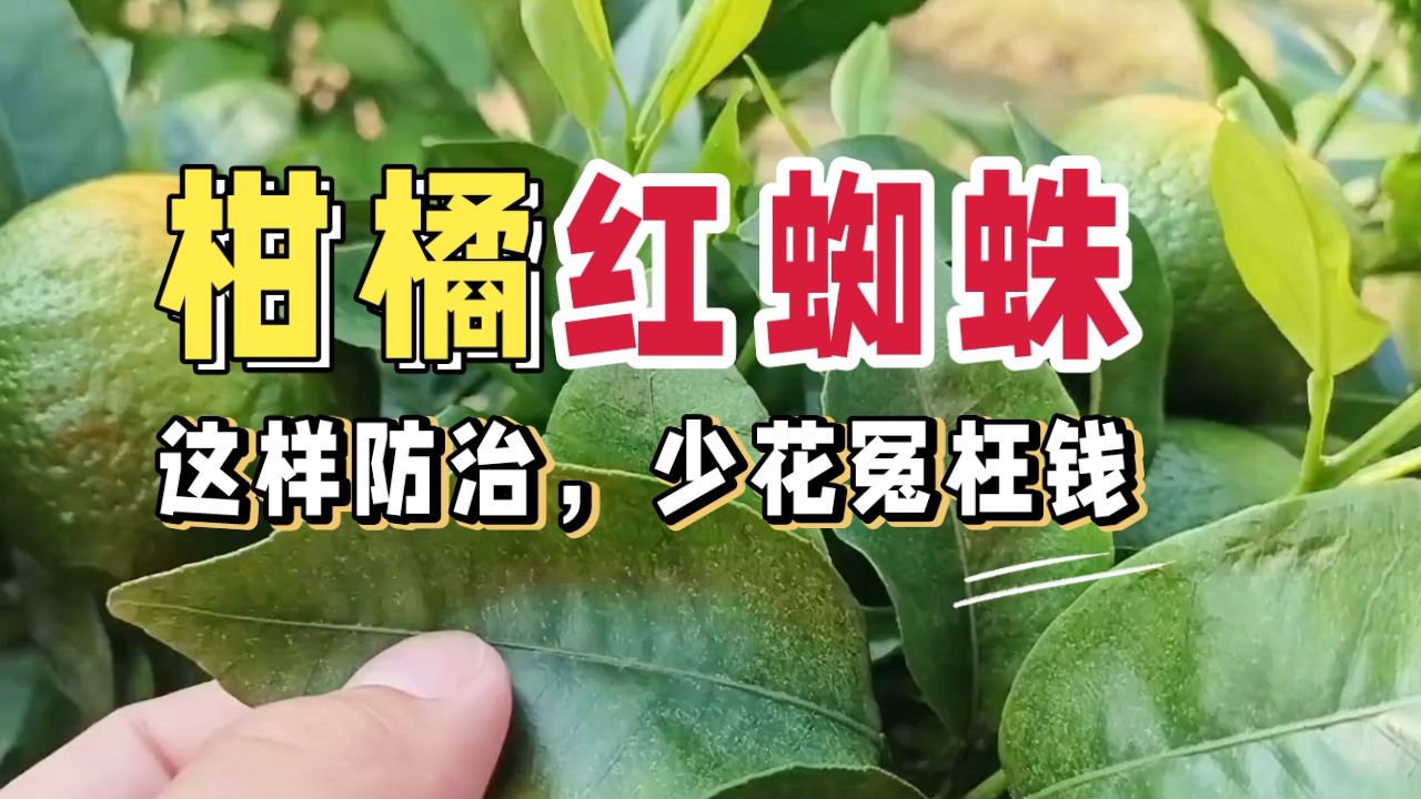 第1799页