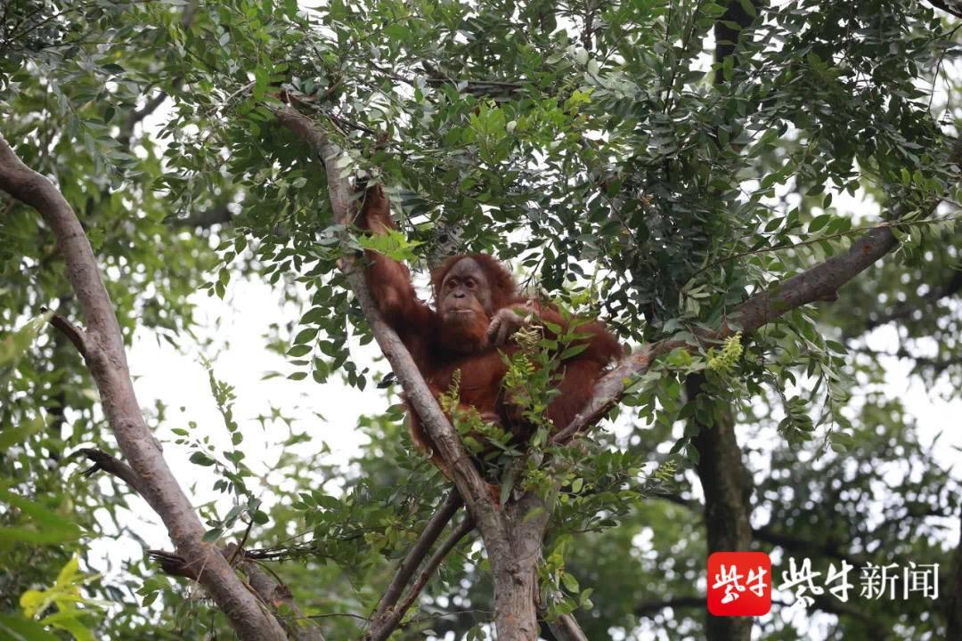 南京医院挂号网上预约APP大比拼，谁才是你的健康守护者？