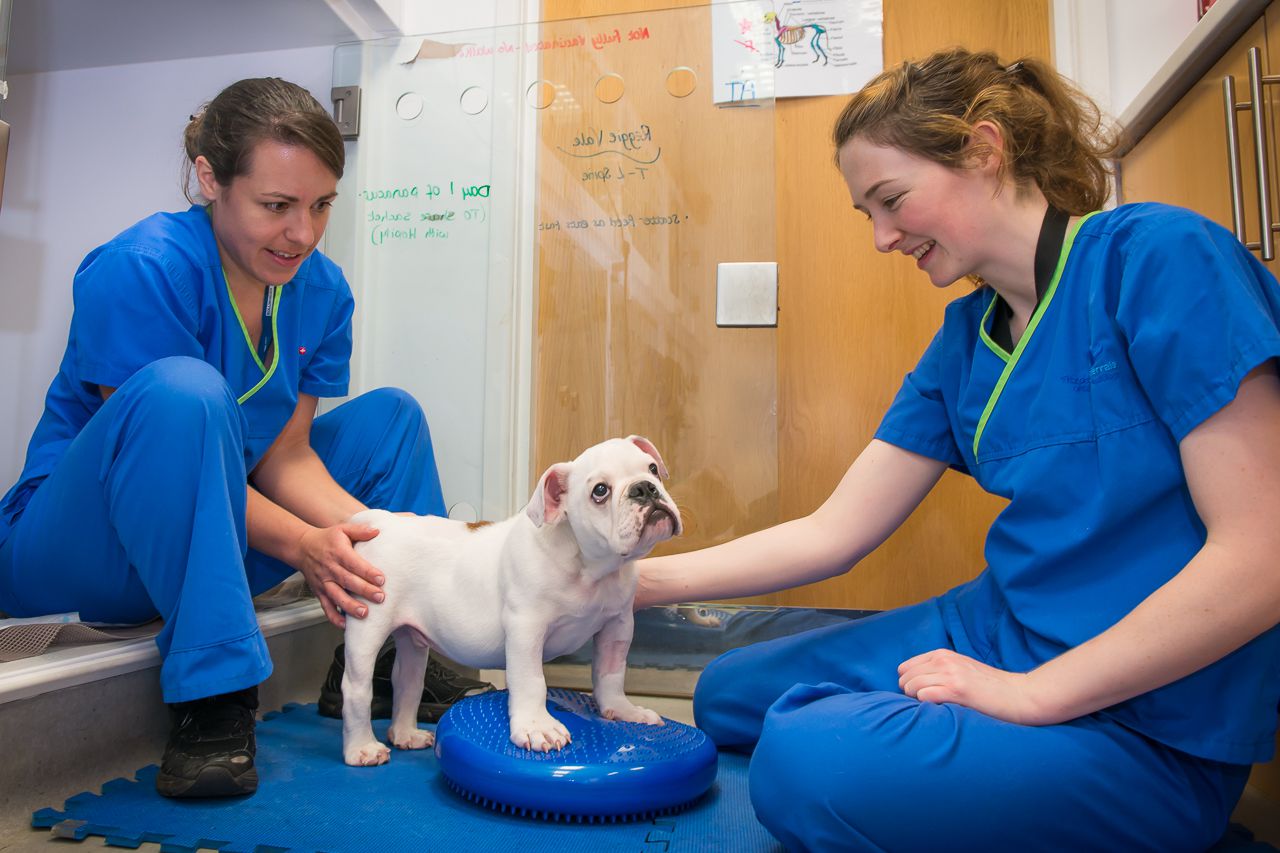 宠物医院，爱宠健康守护的英文世界——A Pet Hospital: The English Language Gateway to Feline and Canine Health Care
