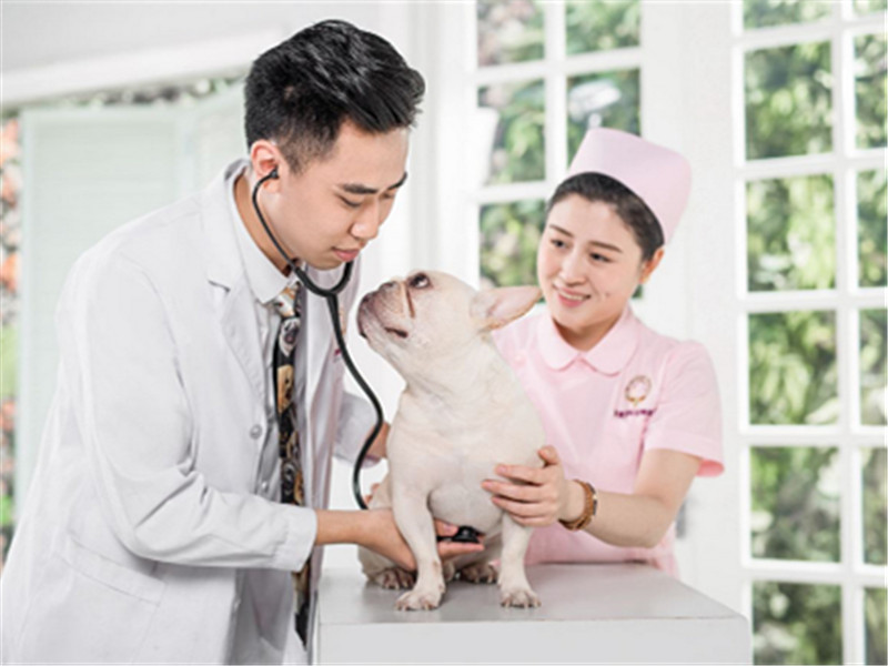 宠物医院三巨头，守护爱宠健康的守护者