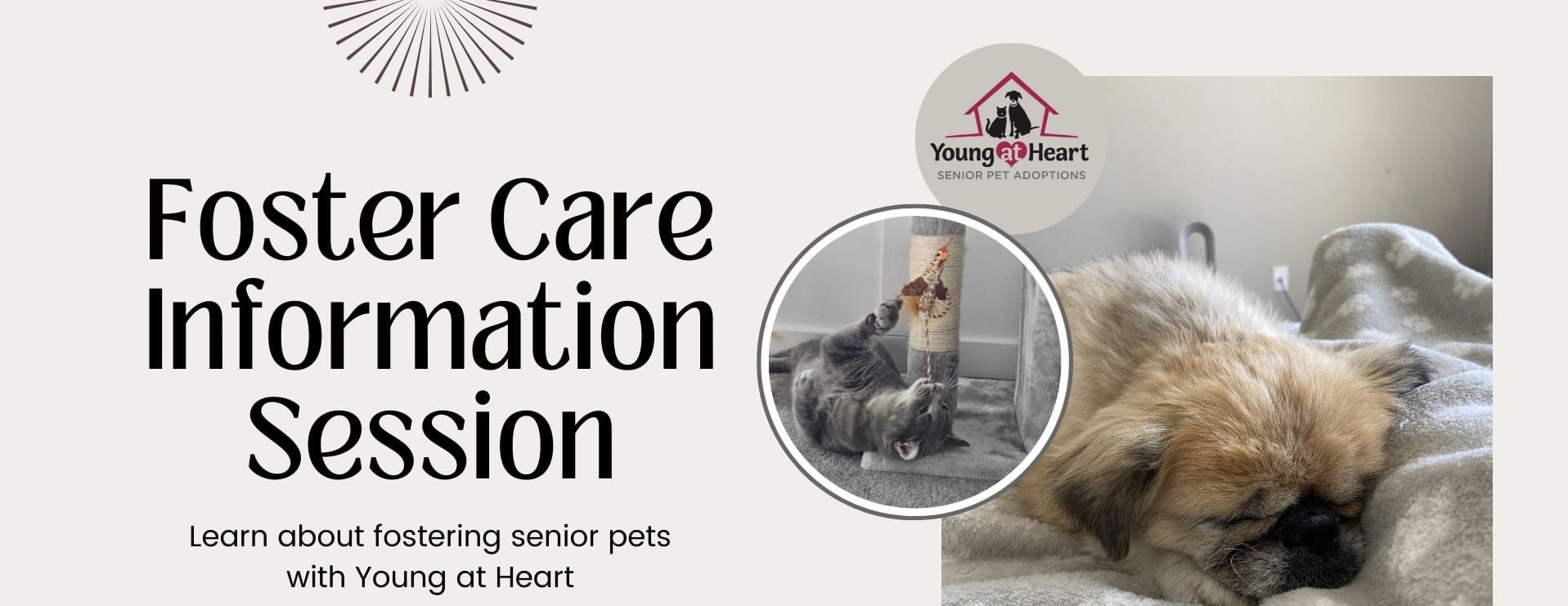 A Pawsitive Oasis in My City: A Journey Through the Heart of Our Local Pet Hospital