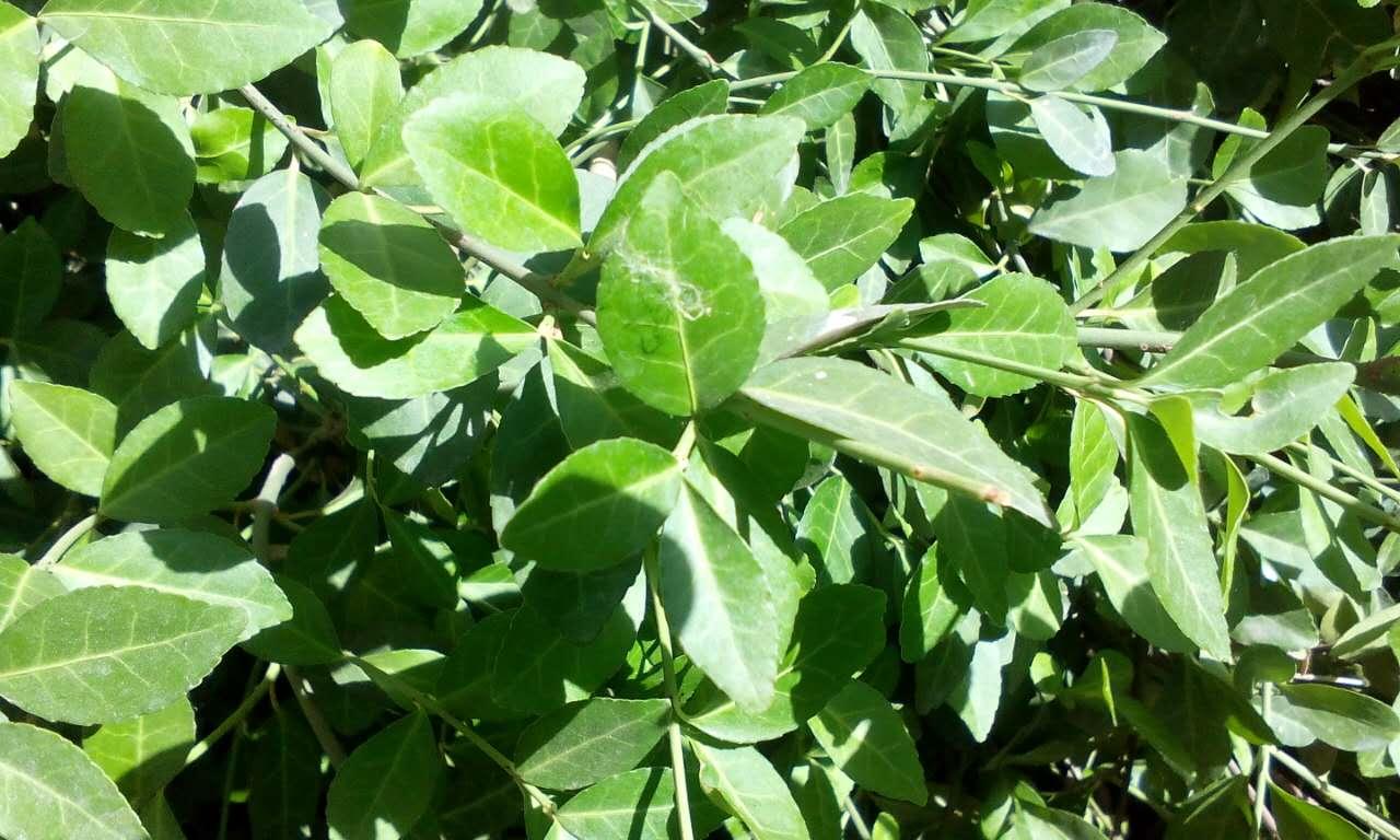 医院拼音的奥秘，揭秘yì yuàn的由来与意义